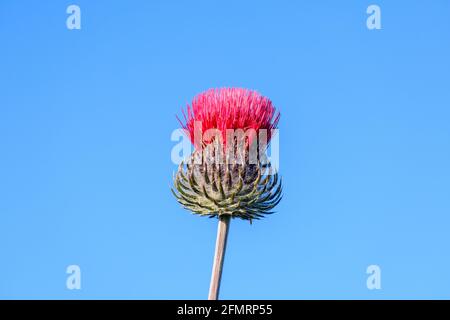 Rote Distel, cirsium occidentale, blühender Blütenkopf. Blauer Himmel Hintergrund. Nahaufnahme Stockfoto