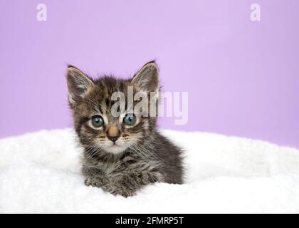 Entzückendes schwarz-braunes und braunbaby gestromtem Kätzchen auf einer Schaffelldecke, das den Betrachter ansieht. Violetter Hintergrund mit Kopierbereich. Stockfoto