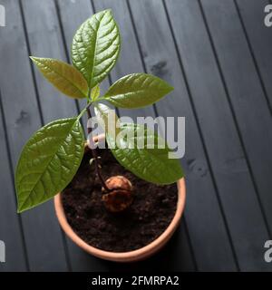 Aus einem Samen wächst in einem Topf auf einem Holztisch ein junger frischer Avocado mit Blättern. Direkt darüber. Stockfoto