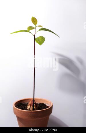 Aus einem Samen in einem Topf wächst frischer Avocado mit Blättern. Stockfoto