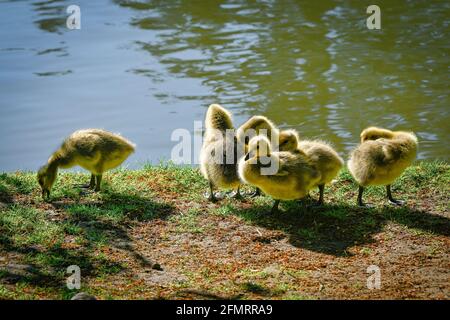 Kanada Gänseküken, Central Park, Burnaby, British Columbia, Kanada Stockfoto