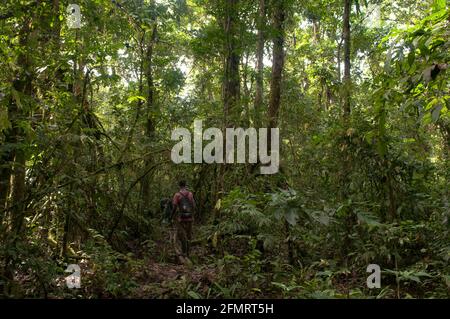 Sumpfwald, Sapo-Nationalpark, Liberia Stockfoto