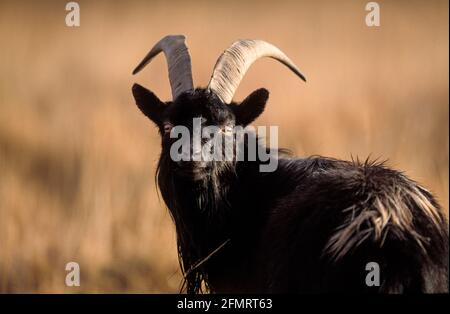 Feral/Neolithische Ziege in Schottland, Morvenhühner. Stockfoto