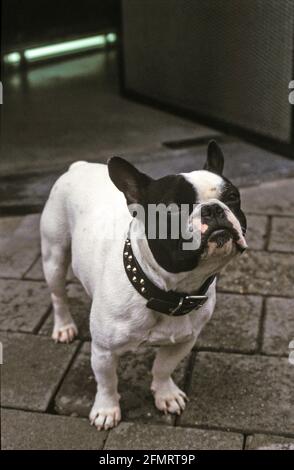 Was ist los, Mann? French Bulldog auf einem Bürgersteig mit müden Augen. Stockfoto