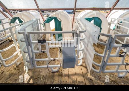 Weißer Kunststoff-Kalbkupplung auf Stroh. Kleines Kalb, das im Käfig in der Viehscheune auf der daity Farm steht. Viehzucht, Tierpflege. Viehkuh Stockfoto