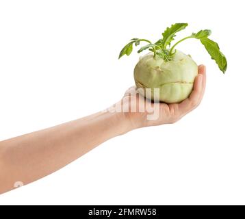 Kohlrabi in der Hand Weg isoliert auf weiß Stockfoto