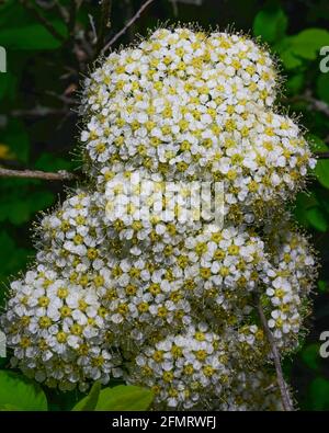 Makro von zarten Blüten auf einem Zweig der Spirea. Feder Stockfoto