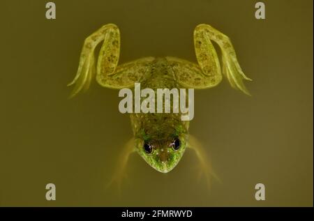 Ein gewöhnlicher, auf Pfützen schwimmender Frosch (Puphlyctis cyanophlyctis), fotografiert während er in einem mit Wasser bespiesten landwirtschaftlichen Land herpeitscht. Stockfoto