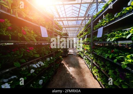 Wachsen von Blumensämlingen auf Regalen im Gewächshaus. Stockfoto