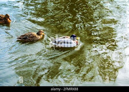 Enten in verschiedenen Farben schweben auf dem Wasser, das den Himmel reflektiert. Vögel in freier Wildbahn. Stockfoto