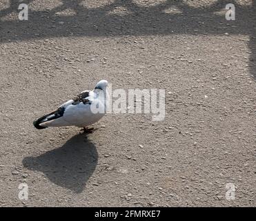 Eine weiße Taube mit einem schwarzen Fleck wandert auf dem Asphalt. Feral-Tauben, auch Stadttauben oder Straßentauben genannt. Stockfoto