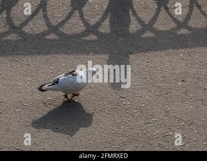 Eine weiße Taube mit einem schwarzen Fleck wandert auf dem Asphalt. Feral-Tauben, auch Stadttauben oder Straßentauben genannt. Stockfoto