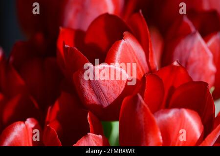 Bouquet von dunkelroten Tulpen. Nahaufnahme. Stockfoto