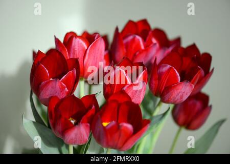 Bouquet von dunkelroten Tulpen. Nahaufnahme. Stockfoto