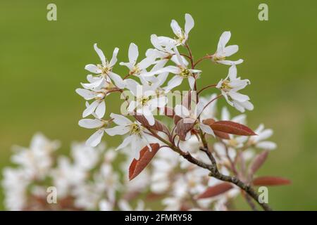 Nahaufnahme von blühenden Blüten der glatten Dienstbeere (amelanchier laevis) Stockfoto