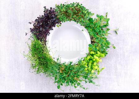 Nahaufnahme von frischem Mikrogrün. Microgreen sprießt um einen leeren Teller herum. Wachsende Mikrogrüns. Gesundes Lebensmittelkonzept. Stockfoto