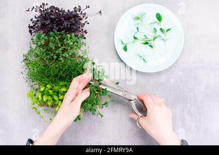 Die Frau schneidet die Micro-Greens mit einer Schere und legt die Sprossen auf einen Teller. Microgreen-Mischung, zu Hause angebaut. Stockfoto