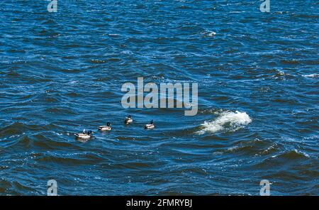 Enten in verschiedenen Farben schweben auf dem Wasser. Starke Winde erzeugen Wellen auf der Oberfläche des Flusses und es ist schwierig für Enten zu schwimmen. Stockfoto