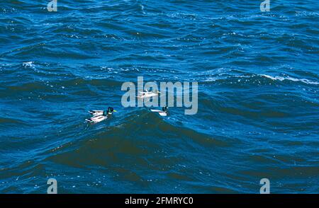 Enten in verschiedenen Farben schweben auf dem Wasser. Starke Winde erzeugen Wellen auf der Oberfläche des Flusses und es ist schwierig für Enten zu schwimmen. Stockfoto