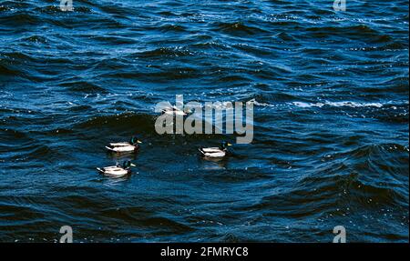 Enten in verschiedenen Farben schweben auf dem Wasser. Starke Winde erzeugen Wellen auf der Oberfläche des Flusses und es ist schwierig für Enten zu schwimmen. Stockfoto
