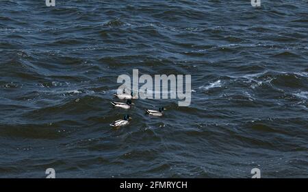 Enten in verschiedenen Farben schweben auf dem Wasser. Starke Winde erzeugen Wellen auf der Oberfläche des Flusses und es ist schwierig für Enten zu schwimmen. Stockfoto
