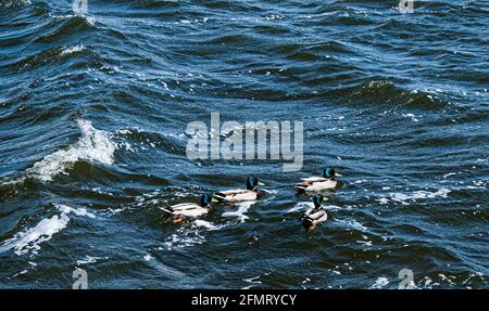 Enten in verschiedenen Farben schweben auf dem Wasser. Starke Winde erzeugen Wellen auf der Oberfläche des Flusses und es ist schwierig für Enten zu schwimmen. Stockfoto