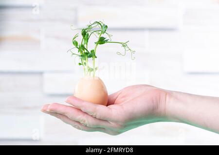 Microgreen Sprossen in Eierschale. Osterschmuck. Osterei. Stilvolles ländliches Stillleben. Zero Waste Konzept. Stockfoto