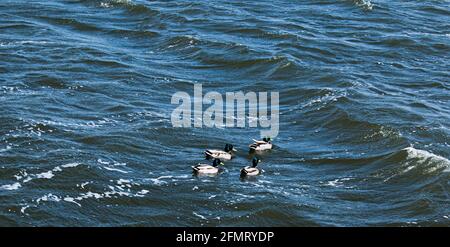 Enten in verschiedenen Farben schweben auf dem Wasser. Starke Winde erzeugen Wellen auf der Oberfläche des Flusses und es ist schwierig für Enten zu schwimmen. Stockfoto