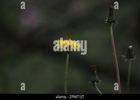 Gelber Dandelion blüht auf einem grünen Rasen. Stockfoto