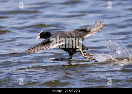 Eurasische Russ läuft auf dem Wasser ( Fulica ATRA ) Stockfoto