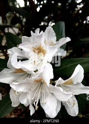 Im Garten wachsen wunderschöne wilde weiße Lilien Stockfoto