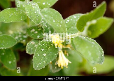 Blume des blauen Geißblattes (Lonicera caerulea) mit Wassertropfen nach Regen. Stockfoto