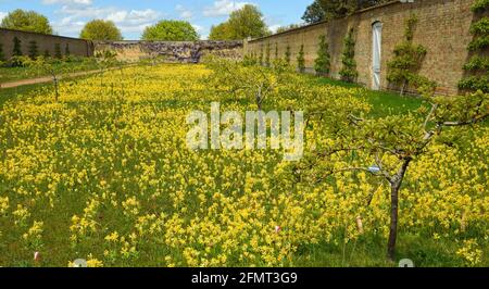 Ummauerter wilder Blumengarten - Wiese voller blühender Cowslips. Stockfoto