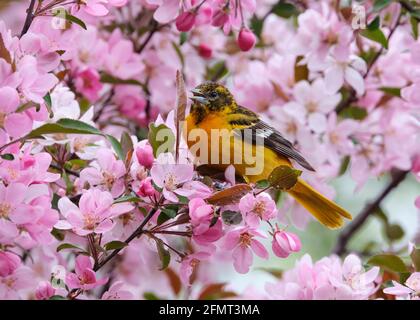 Baltimore Oriole im blühenden Krabbelbaum an einem Frühlingstag in Ottawa, Kanada Stockfoto