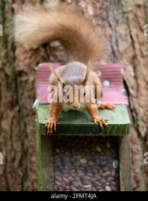 Red Squirrel (Sciurus vulgaris) auf Nuss Feeder Box - Schottland, Großbritannien Stockfoto