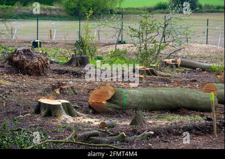 Aylesbury Valle, Buckinghamshire, Großbritannien. Mai 2021. Die Polizei von Thames Valley wurde heute von Stop HS2-Demonstranten gerufen, als HS2 Bäume in Jones Hill Wood fällte, obwohl die HS2-Lizenz von Natural England angeblich abgelaufen war. Seltene Barbaren Fledermäuse sind bekannt, in den Wäldern zu brüten. Der Wald soll den lokalen Autor Roald Dahl dazu inspiriert haben, den beliebten Kinderroman, den fantastischen Mr. Fox, zu schreiben. Die High Speed Rail 2 von London nach Birmingham schnitzt eine riesige Narbe über die Chilterns. Quelle: Maureen McLean/Alamy Stockfoto