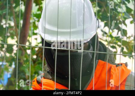 Aylesbury Valle, Buckinghamshire, Großbritannien. Mai 2021. Die Polizei von Thames Valley wurde heute von Stop HS2-Demonstranten gerufen, als HS2 Bäume in Jones Hill Wood fällte, obwohl die HS2-Lizenz von Natural England angeblich abgelaufen war. Seltene Barbaren Fledermäuse sind bekannt, in den Wäldern zu brüten. Der Wald soll den lokalen Autor Roald Dahl dazu inspiriert haben, den beliebten Kinderroman, den fantastischen Mr. Fox, zu schreiben. Die High Speed Rail 2 von London nach Birmingham schnitzt eine riesige Narbe über die Chilterns. Quelle: Maureen McLean/Alamy Stockfoto