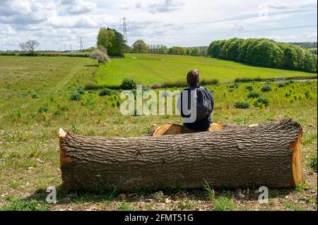 Aylesbury Valle, Buckinghamshire, Großbritannien. Mai 2021. Ein junger Mann sitzt auf einem Ast einer Eiche vor der Bowood Lane, die von HS2 für eine temporäre Haul Road gefällt wurde. Die Hochgeschwindigkeitsstrecke HS2 von London nach Birmingham zeigt eine riesige Narbe über die Chilterns. Quelle: Maureen McLean/Alamy Stockfoto