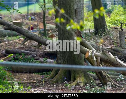 Aylesbury Valle, Buckinghamshire, Großbritannien. Mai 2021. Die Polizei von Thames Valley wurde heute von Stop HS2-Demonstranten gerufen, als HS2 Bäume in Jones Hill Wood fällte, obwohl die HS2-Lizenz von Natural England angeblich abgelaufen war. Seltene Barbaren Fledermäuse sind bekannt, in den Wäldern zu brüten. Der Wald soll den lokalen Autor Roald Dahl dazu inspiriert haben, den beliebten Kinderroman, den fantastischen Mr. Fox, zu schreiben. Die High Speed Rail 2 von London nach Birmingham schnitzt eine riesige Narbe über die Chilterns. Quelle: Maureen McLean/Alamy Stockfoto