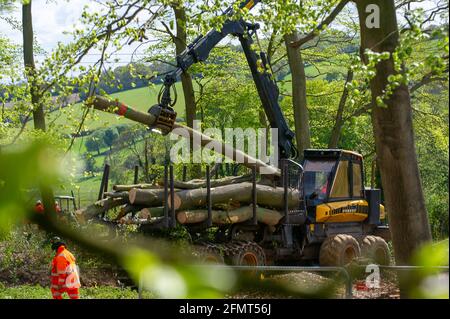 Aylesbury Valle, Buckinghamshire, Großbritannien. Mai 2021. Die Polizei von Thames Valley wurde heute von Stop HS2-Demonstranten gerufen, als HS2 Bäume in Jones Hill Wood fällte, obwohl die HS2-Lizenz von Natural England angeblich abgelaufen war. Seltene Barbaren Fledermäuse sind bekannt, in den Wäldern zu brüten. Der Wald soll den lokalen Autor Roald Dahl dazu inspiriert haben, den beliebten Kinderroman, den fantastischen Mr. Fox, zu schreiben. Die High Speed Rail 2 von London nach Birmingham schnitzt eine riesige Narbe über die Chilterns. Quelle: Maureen McLean/Alamy Stockfoto