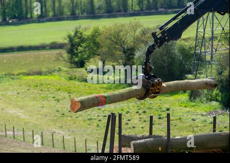 Aylesbury Valle, Buckinghamshire, Großbritannien. Mai 2021. Die Polizei von Thames Valley wurde heute von Stop HS2-Demonstranten gerufen, als HS2 Bäume in Jones Hill Wood fällte, obwohl die HS2-Lizenz von Natural England angeblich abgelaufen war. Seltene Barbaren Fledermäuse sind bekannt, in den Wäldern zu brüten. Der Wald soll den lokalen Autor Roald Dahl dazu inspiriert haben, den beliebten Kinderroman, den fantastischen Mr. Fox, zu schreiben. Die High Speed Rail 2 von London nach Birmingham schnitzt eine riesige Narbe über die Chilterns. Quelle: Maureen McLean/Alamy Stockfoto