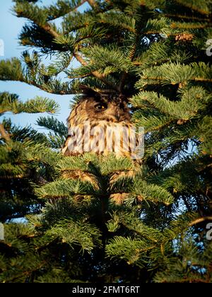 Eurasische Adlereule - Bubo-Bubo-Arten von Adlereulen in einem Großteil Eurasiens, auch als Uhu bezeichnet, hat Vogel unverwechselbare Ohrbüschel, Flügel und Schwanz sind versperrt Stockfoto