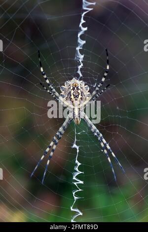 Argiope lobata, in seiner natürlichen Umgebung mediterranes Europa Stockfoto