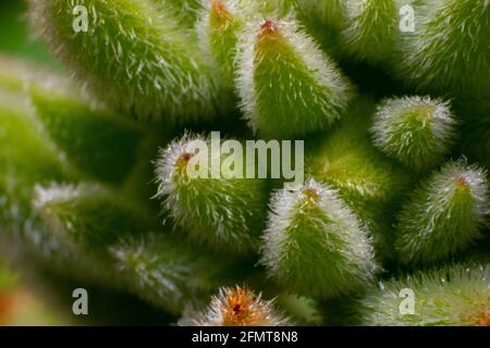 Echeveria setosa Makrofotografie Stockfoto