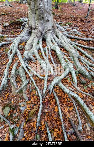 Gefallene Herbstblätter an den Kastanienbaumwurzeln Stockfoto