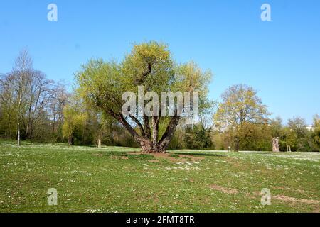 Baum mit mehreren Stämmen wächst im malerischen Park Stockfoto