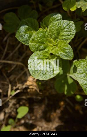Bild der jungen Blätter einer gepflanzten Kartoffelpflanze In einem Topf in einem städtischen Garten Stockfoto