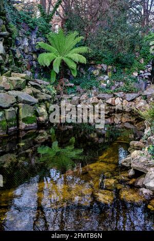 Tropischer Wasserfall in Iveagh Gardens, Dublin, Irland Stockfoto