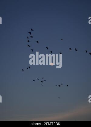 Low-Angle-Aufnahme eines Vogelschwarms, der gegen die fliegt Blauer Himmel mit dem Mond Stockfoto