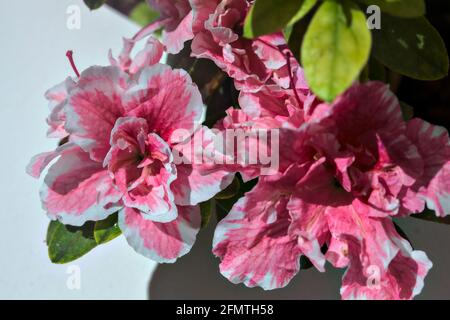 Rosafarbene Azaleen in Blüte auf weißem Hintergrund Stockfoto